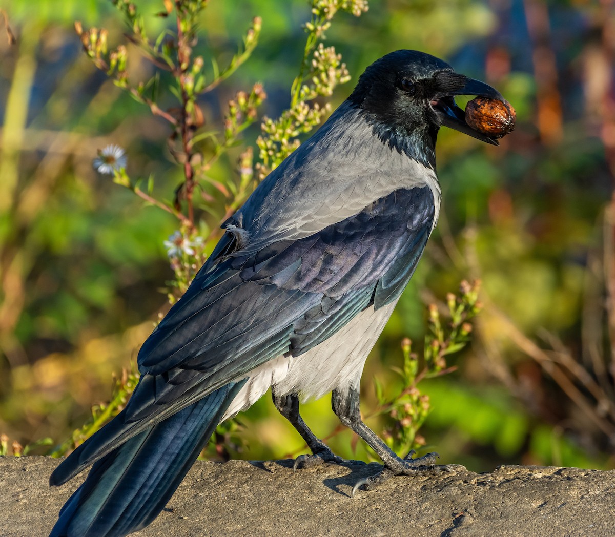 ズキンガラス - ML644595049