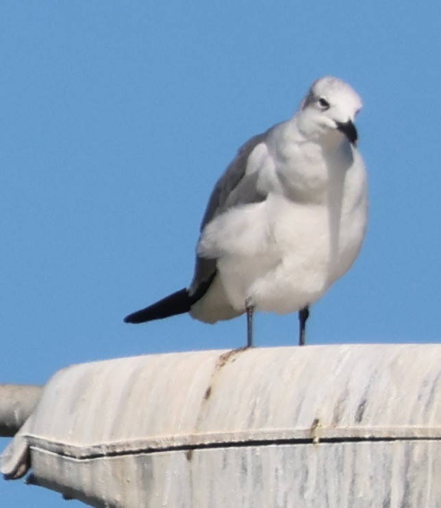Laughing Gull - ML644595062