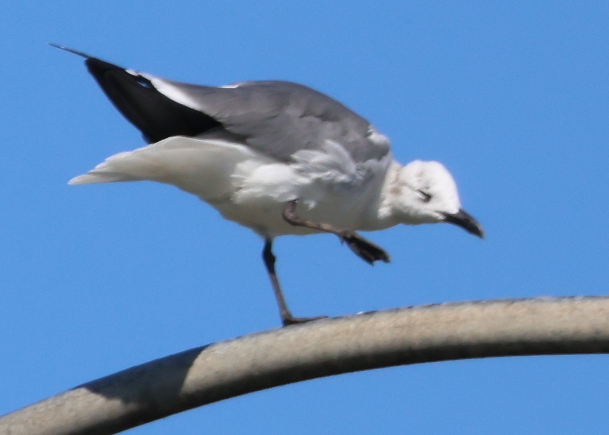Laughing Gull - ML644595063
