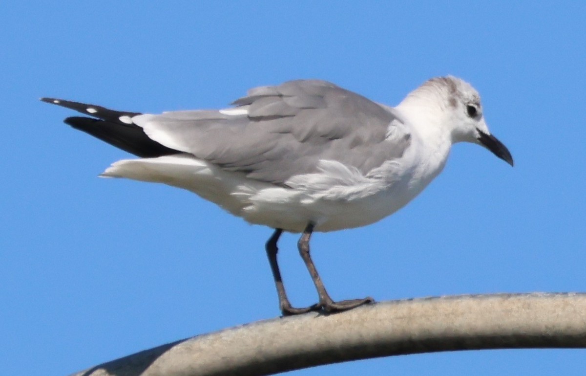 Laughing Gull - ML644595064