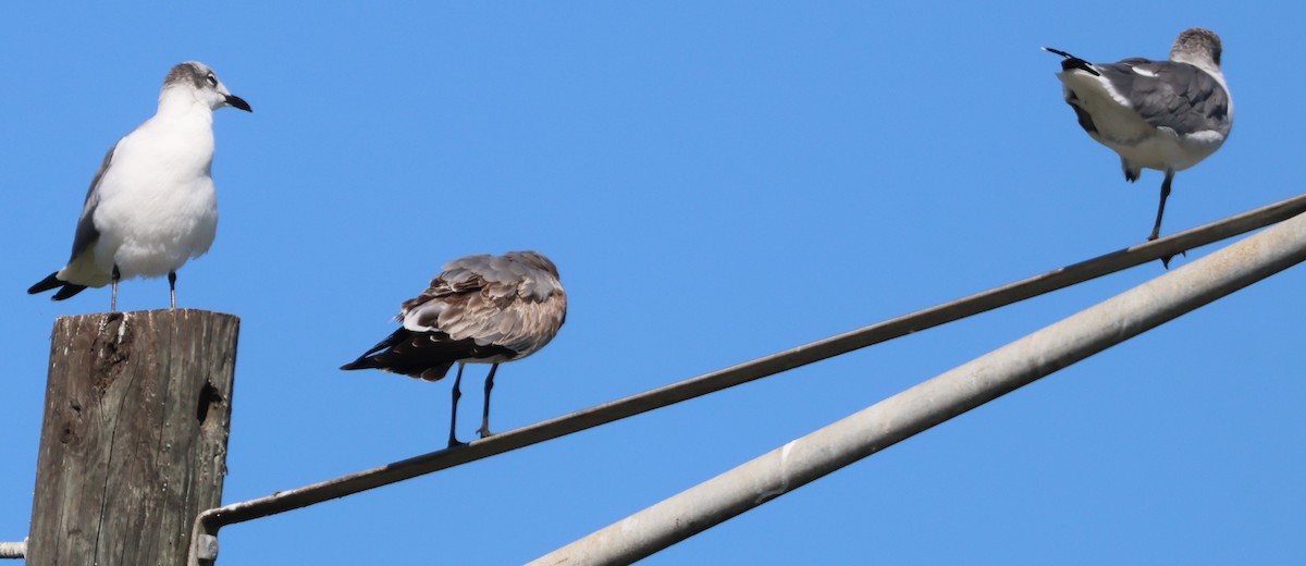 Laughing Gull - ML644595065