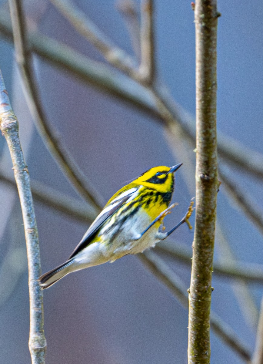 Townsend's Warbler - ML644595066