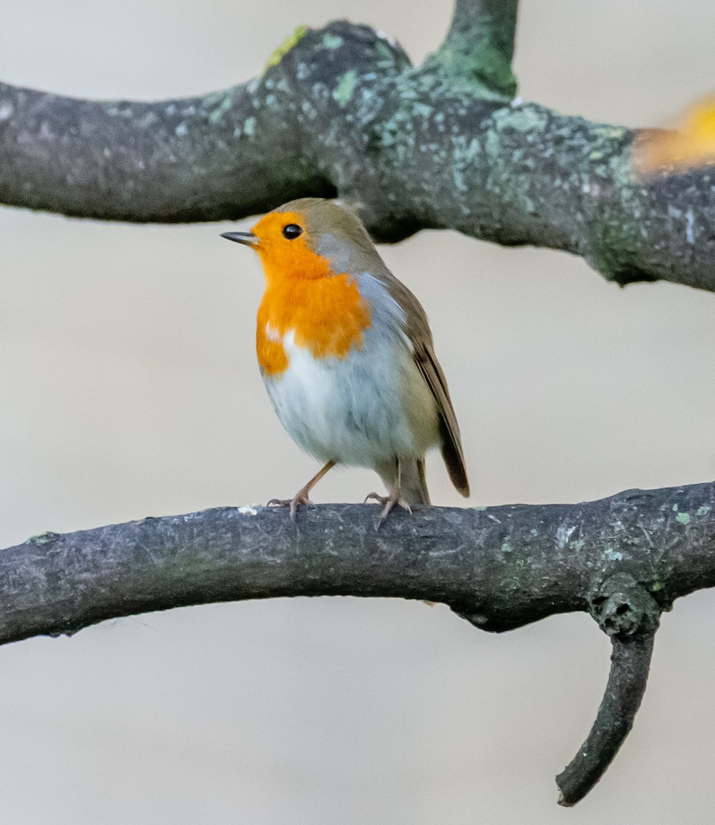 ヨーロッパコマドリ - ML644595068