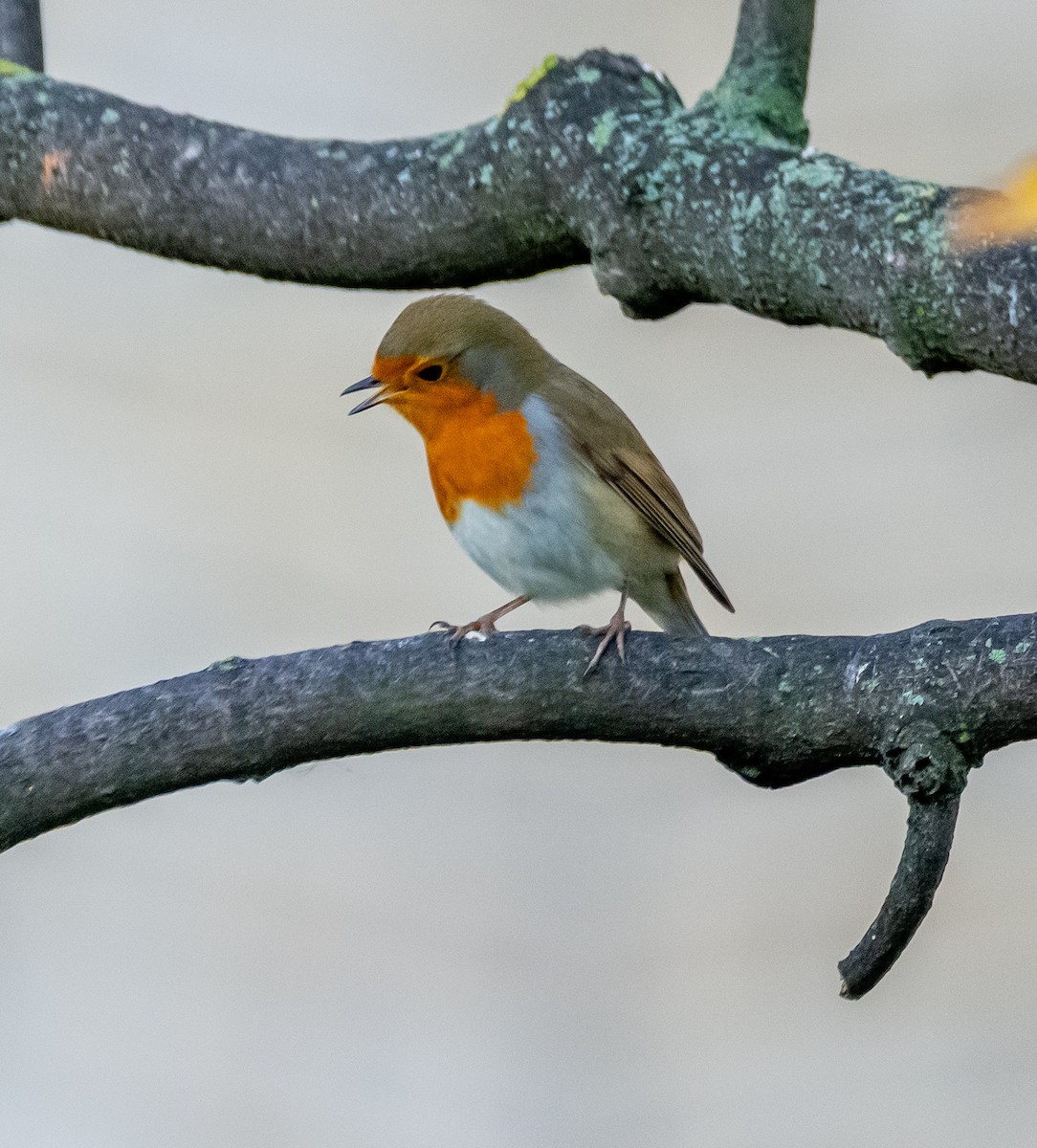 ヨーロッパコマドリ - ML644595069