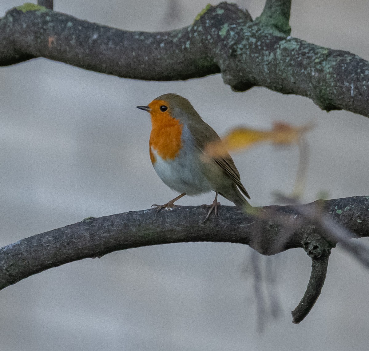 ヨーロッパコマドリ - ML644595070