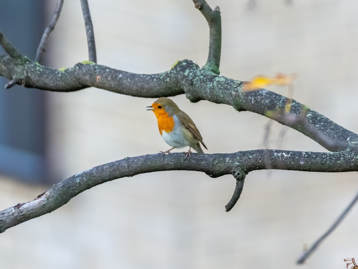 ヨーロッパコマドリ - ML644595072