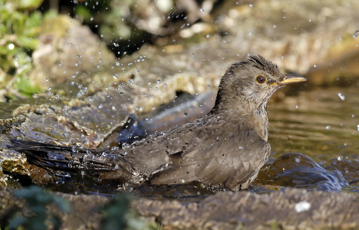 Дрізд чорний - ML644595073