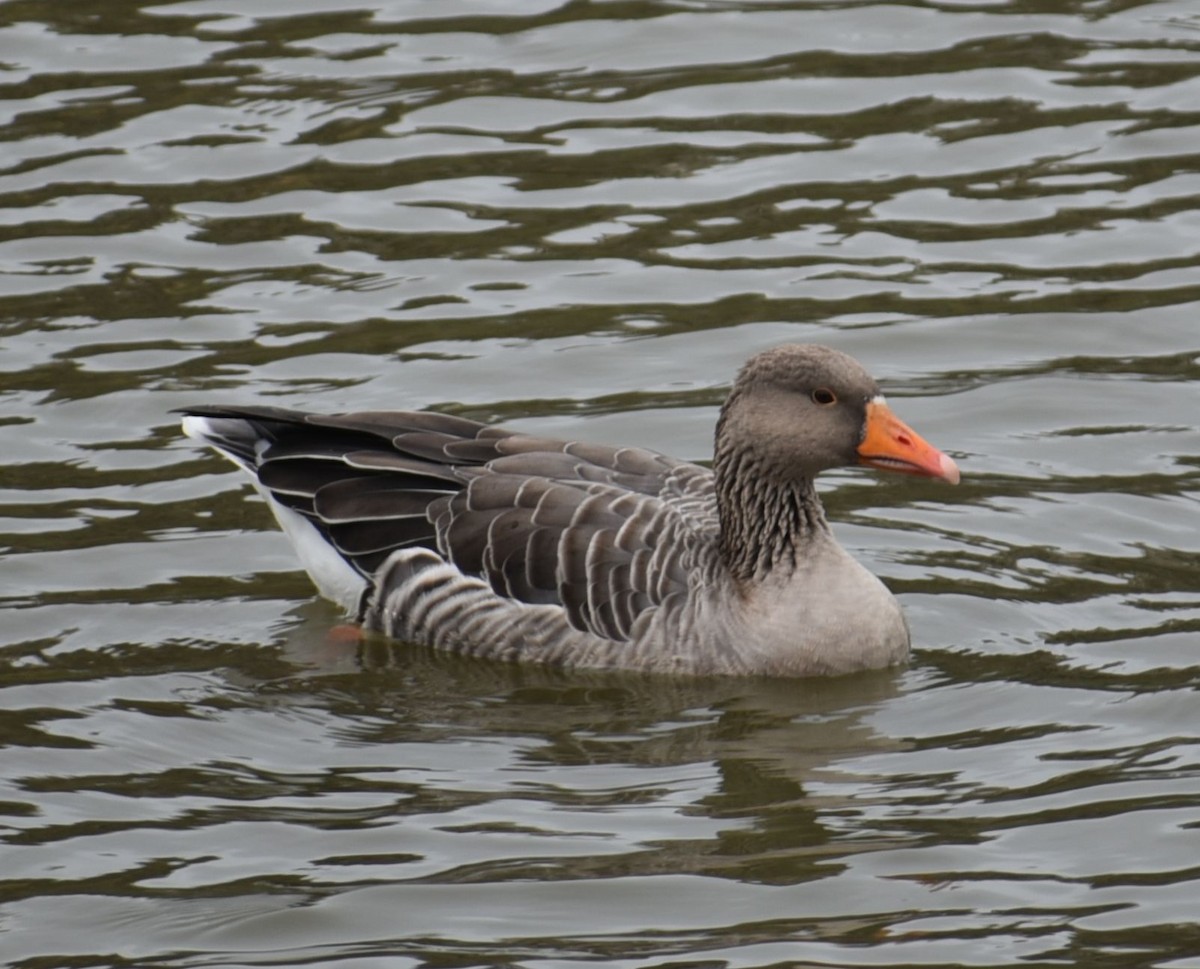 husa velká - ML644595077