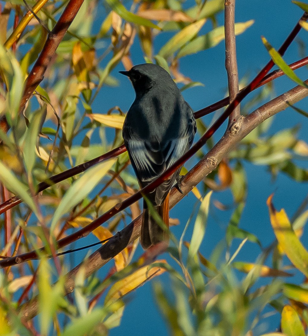 クロジョウビタキ - ML644595079