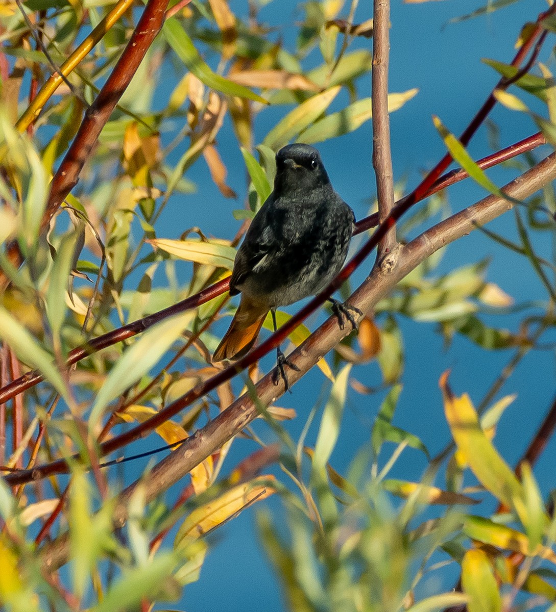 クロジョウビタキ - ML644595080