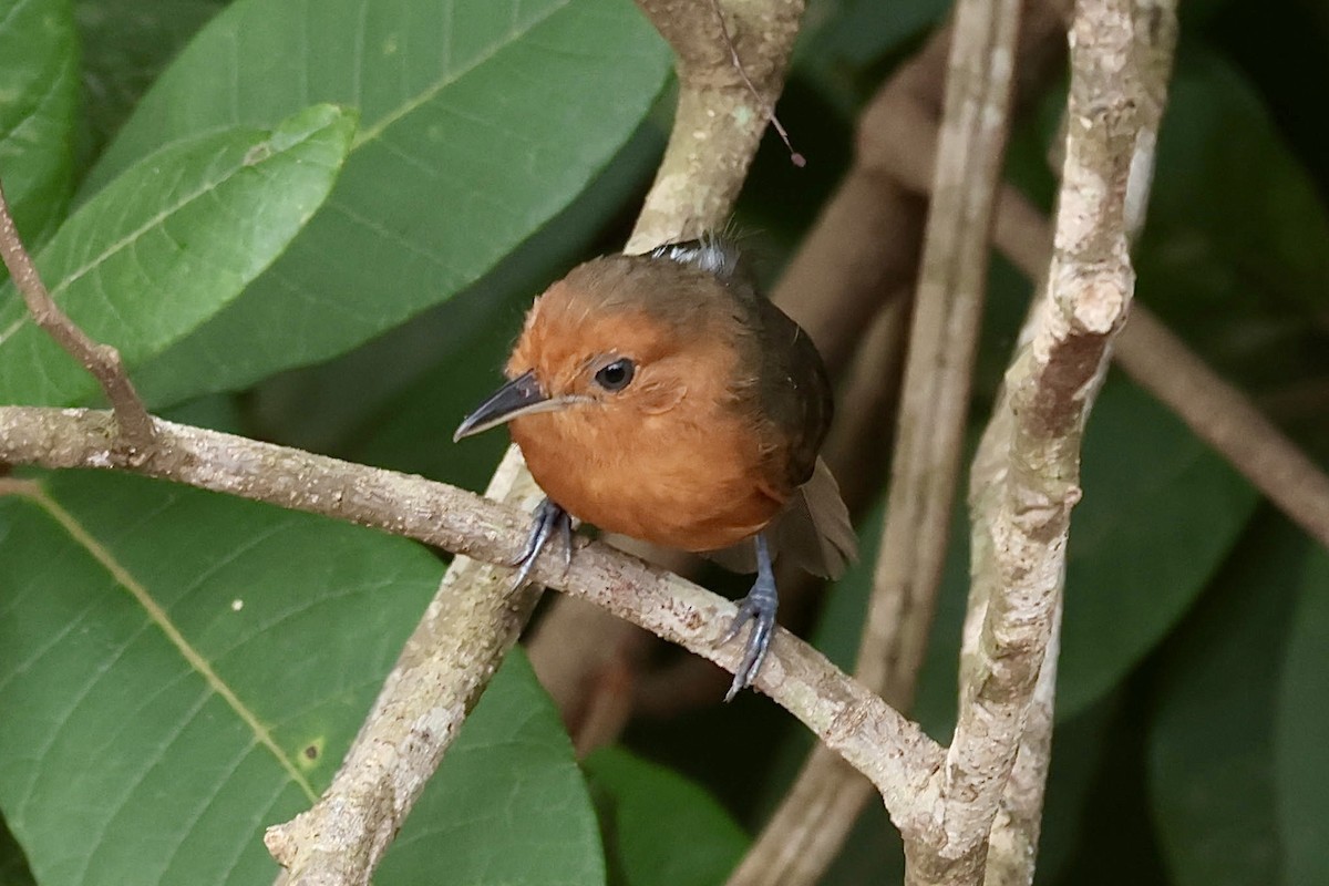 Blackish Antbird - ML644595086