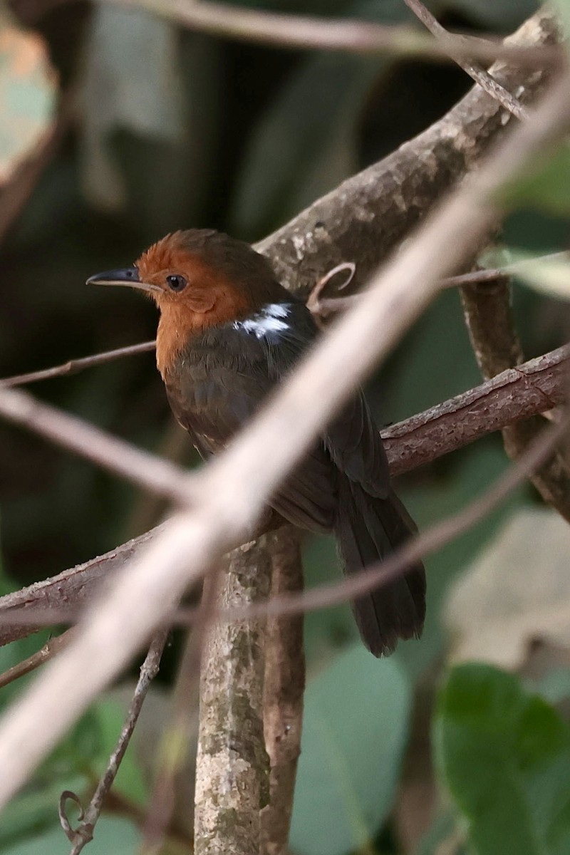Blackish Antbird - ML644595087