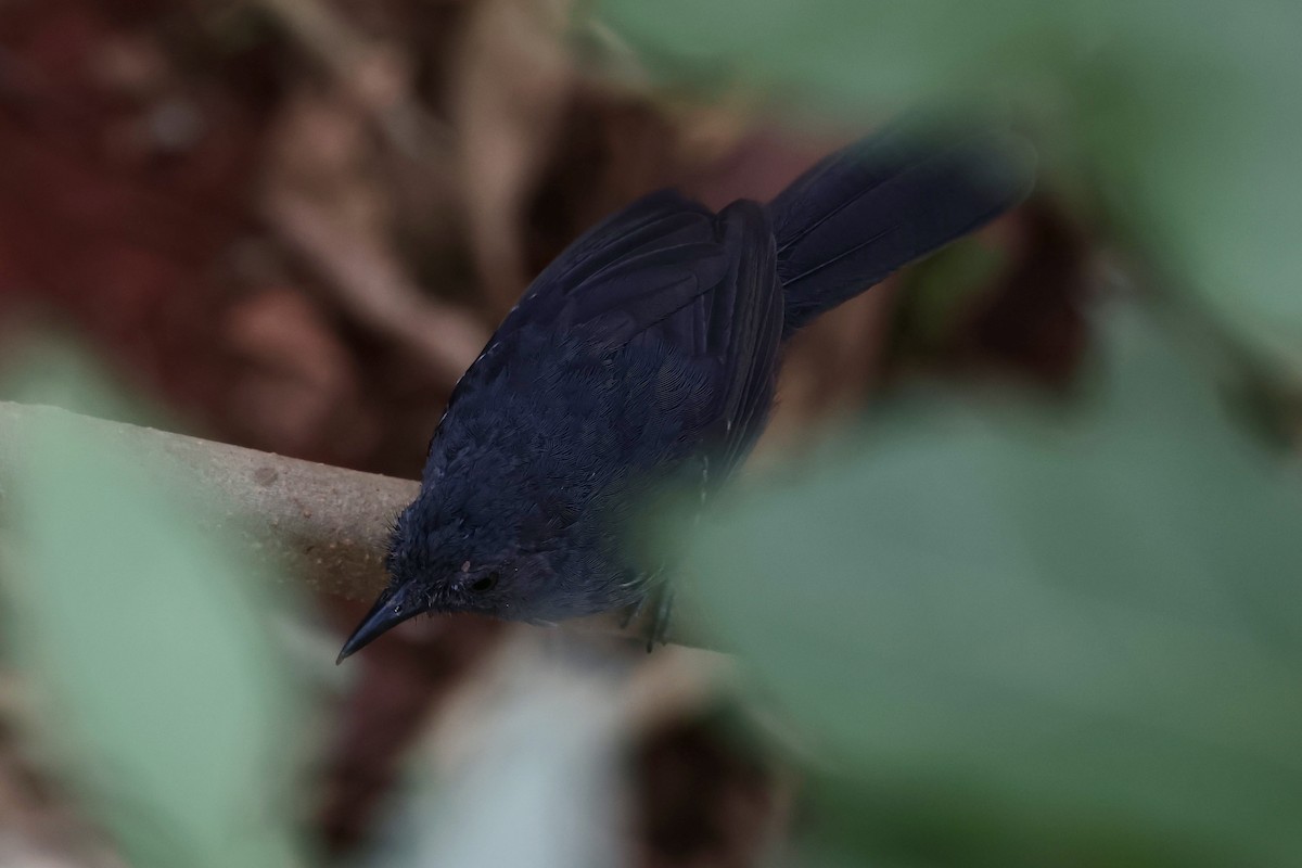 Blackish Antbird - ML644595092