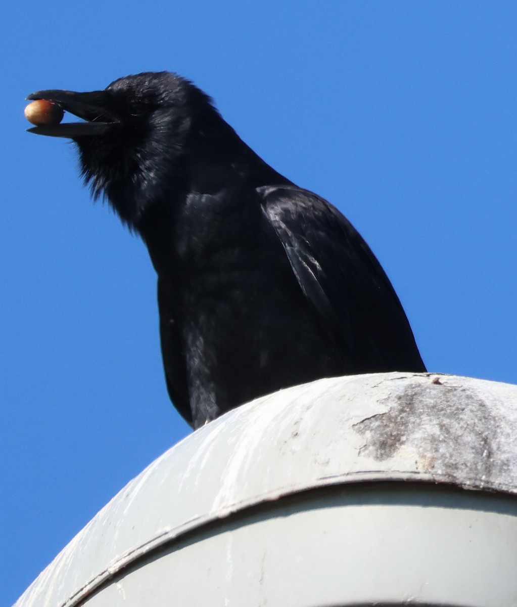 ウオガラス - ML644595093