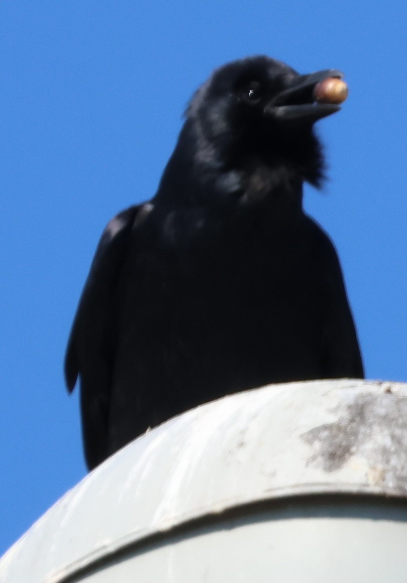 ウオガラス - ML644595094