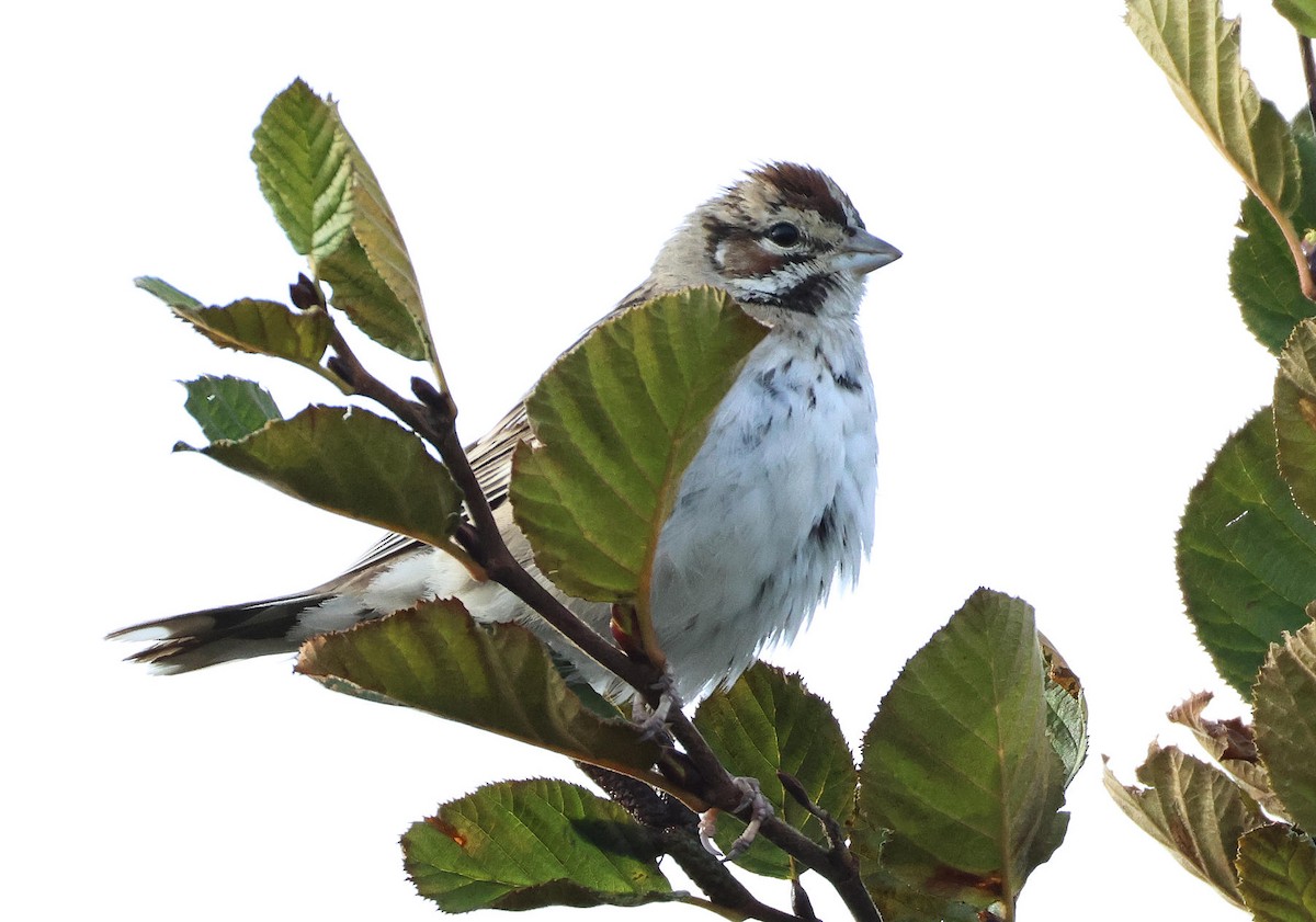 Lark Sparrow - ML644595095