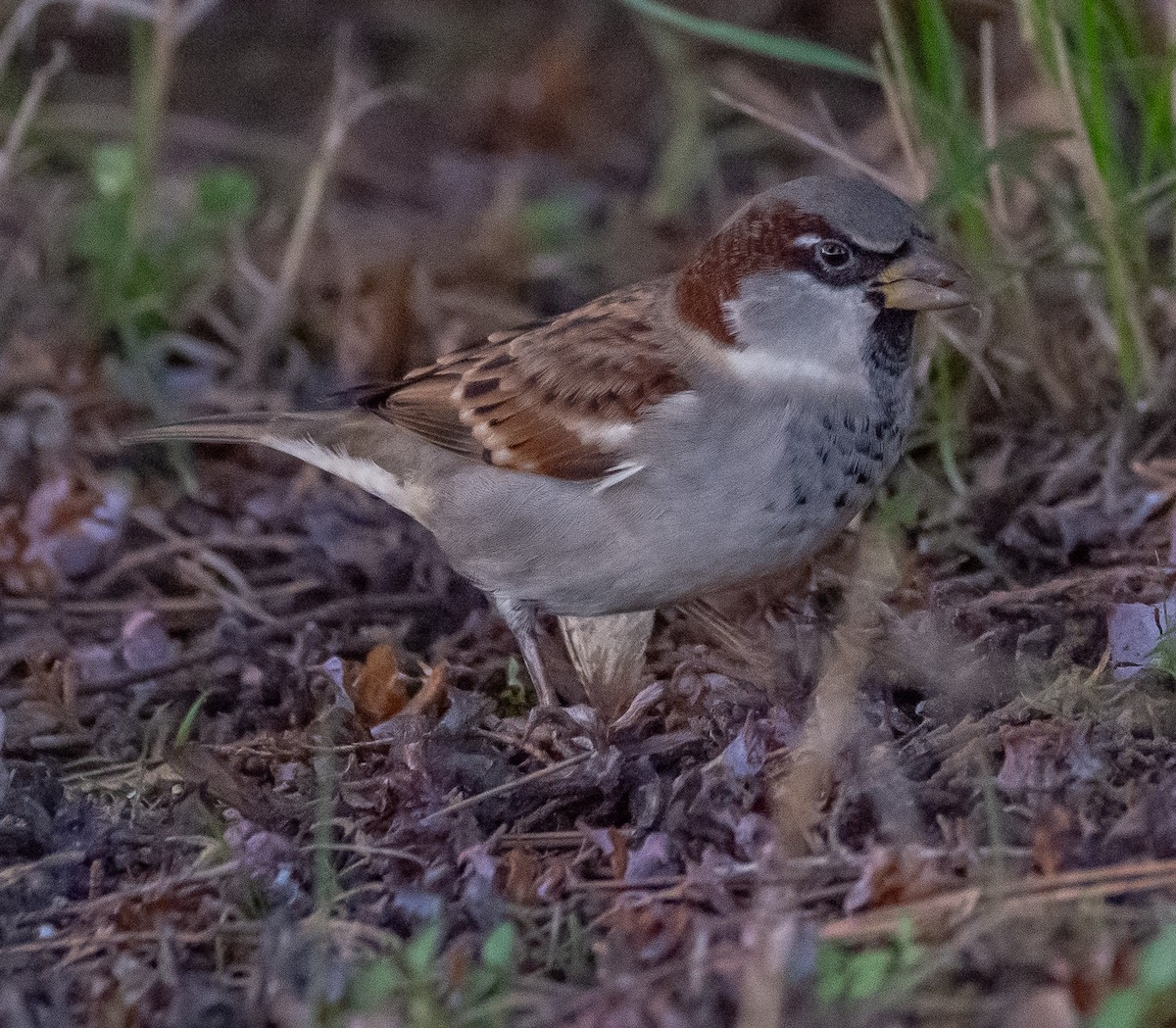 イエスズメ - ML644595098