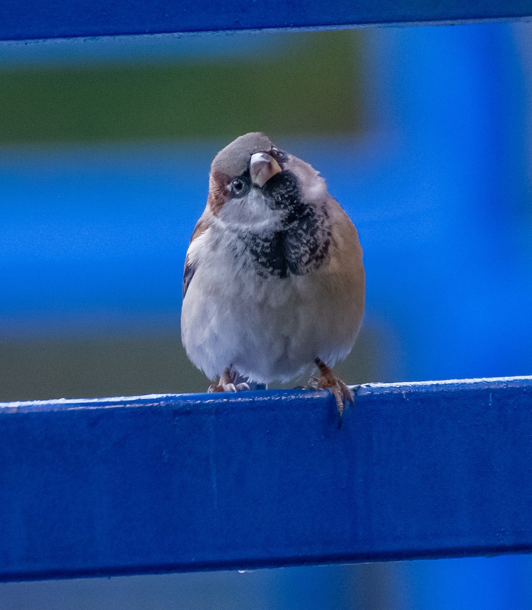 イエスズメ - ML644595099