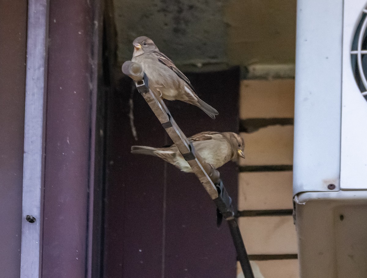 イエスズメ - ML644595101