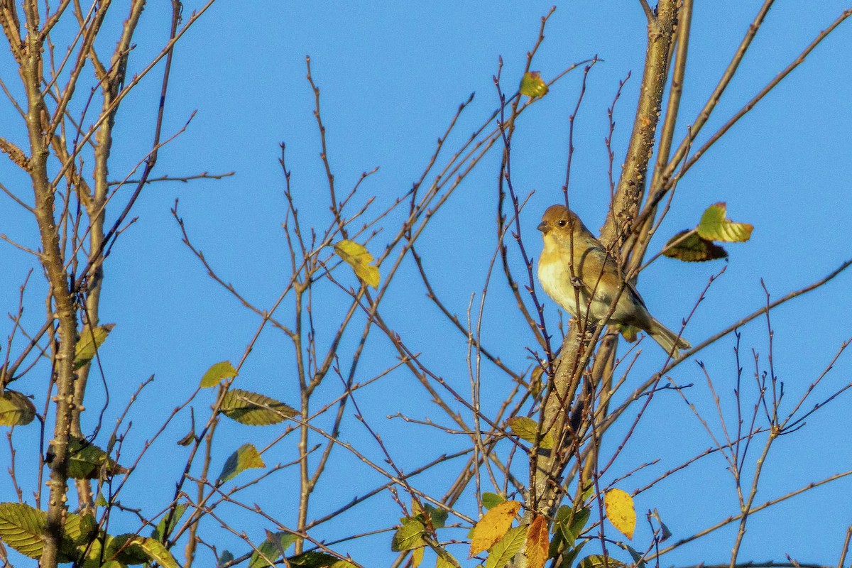 indigospurv - ML644595103