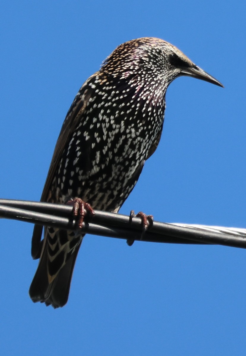 European Starling - ML644595115