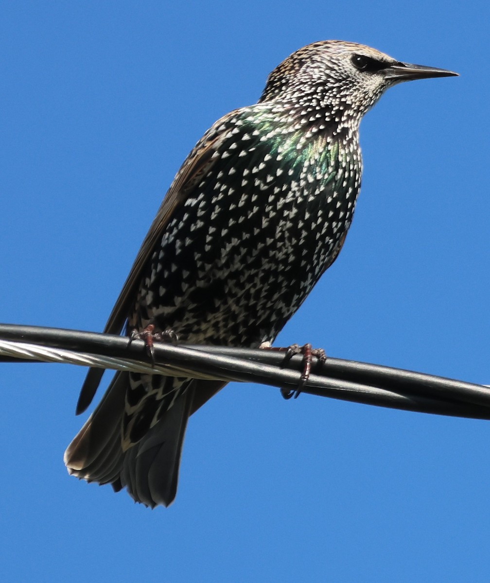 European Starling - ML644595116