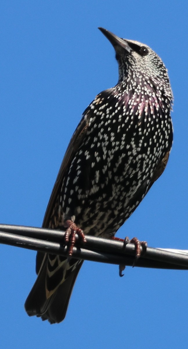 European Starling - ML644595117