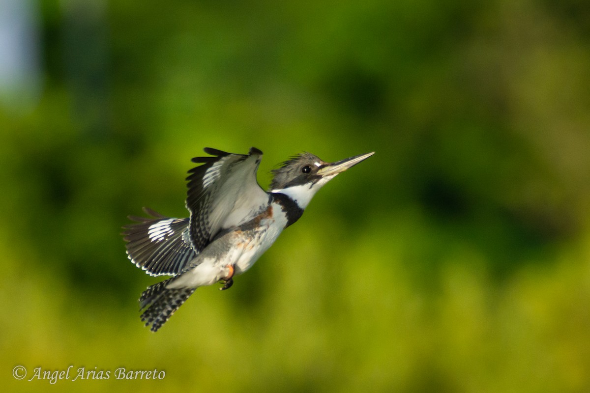 Belted Kingfisher - ML644595121