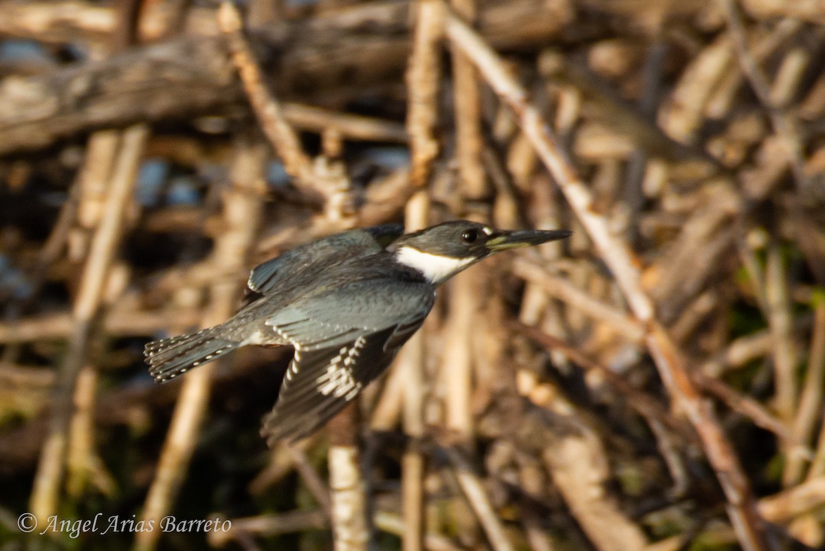 Belted Kingfisher - ML644595122