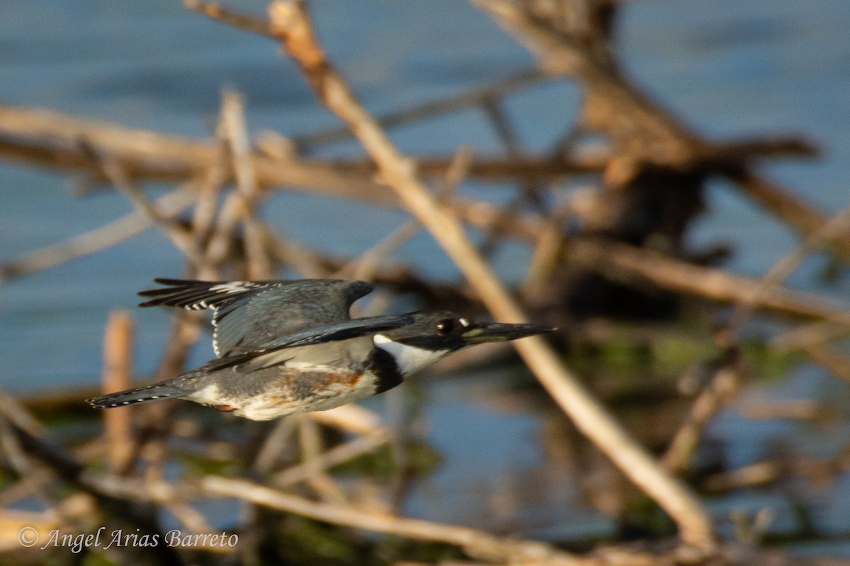 Belted Kingfisher - ML644595123
