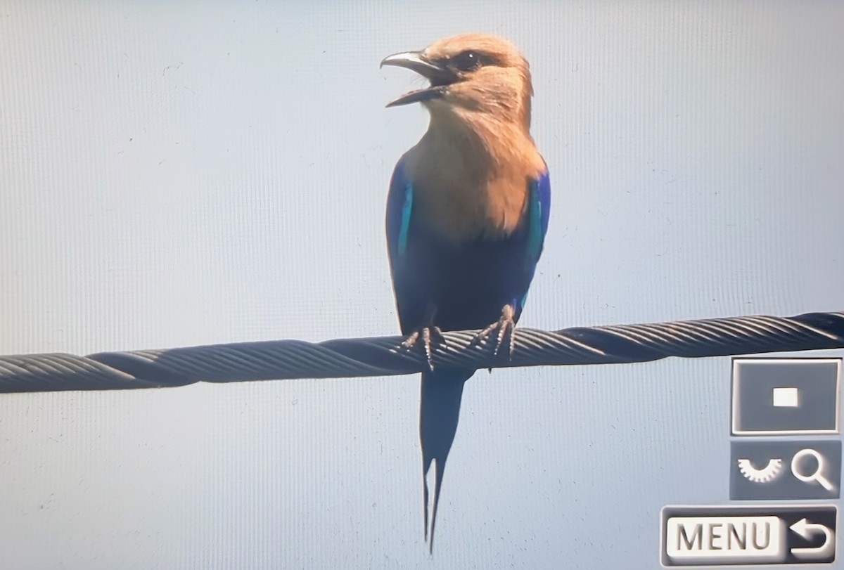 Rollier à ventre bleu - ML644595124