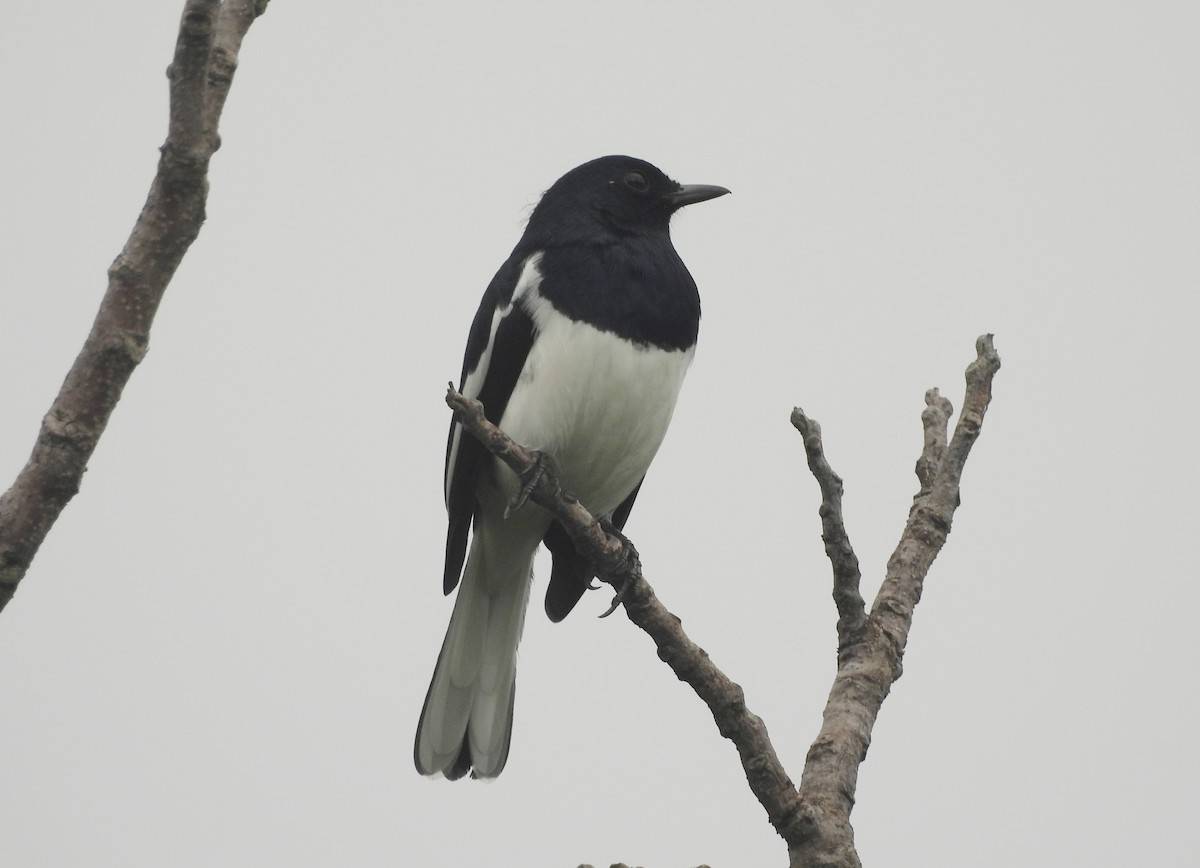 Шама східна - ML644595127