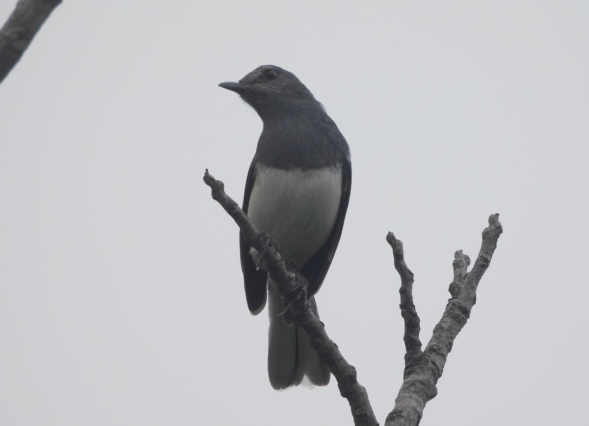 Шама східна - ML644595128