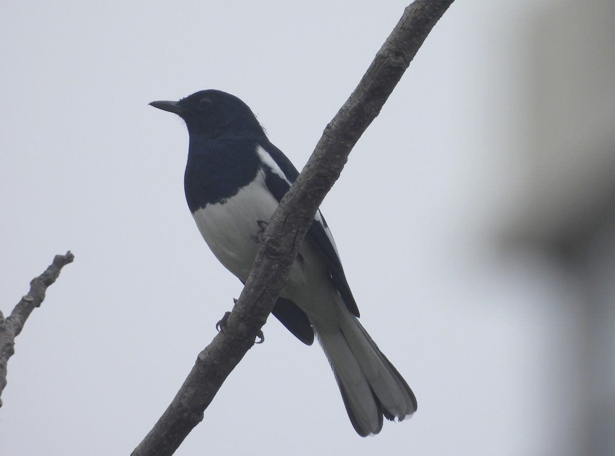 Шама східна - ML644595129