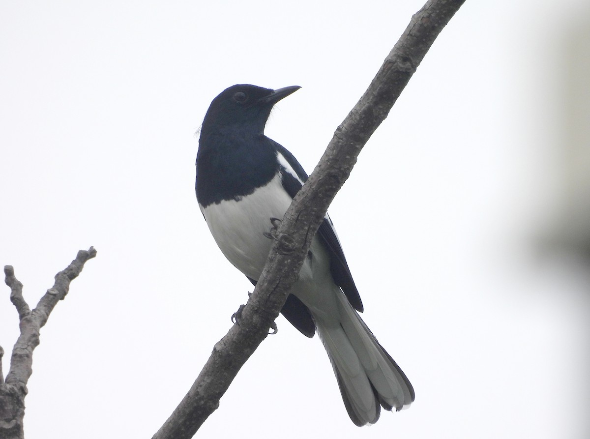 Шама східна - ML644595130