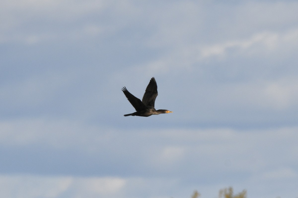 Ушастый баклан - ML644595137