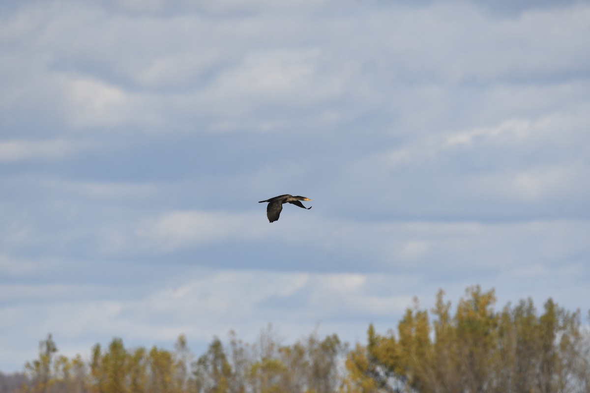 Ушастый баклан - ML644595138