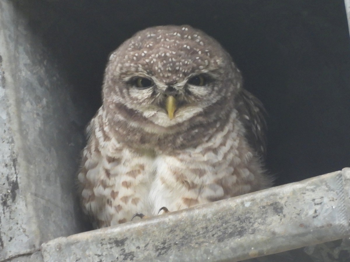 Сич брамінський - ML644595147