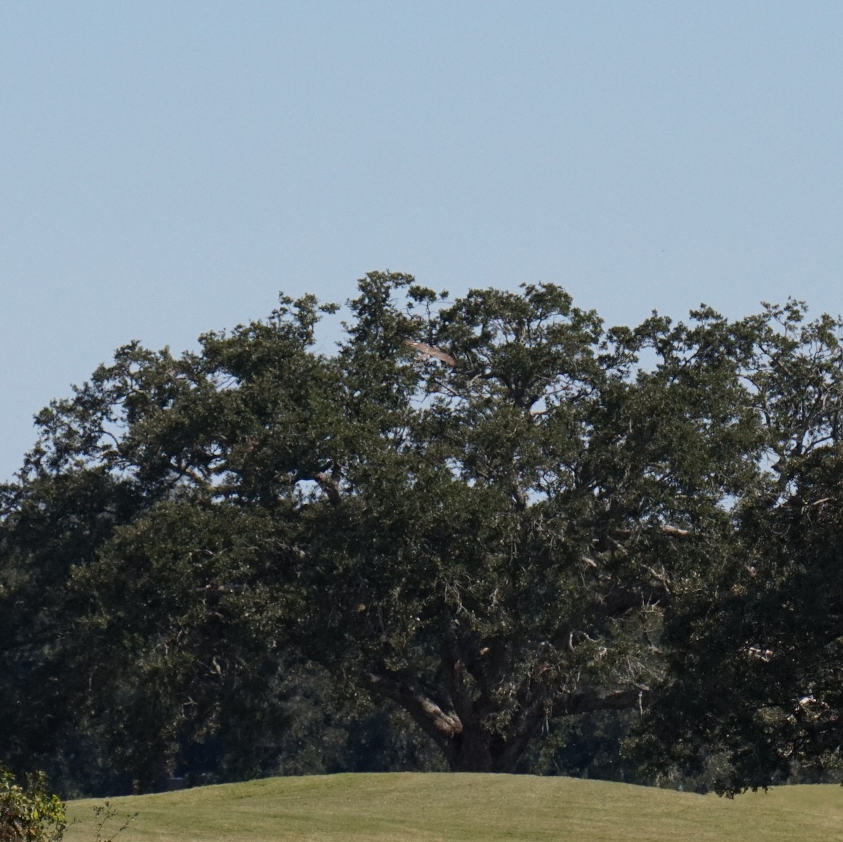 Cooper's Hawk - ML644595157