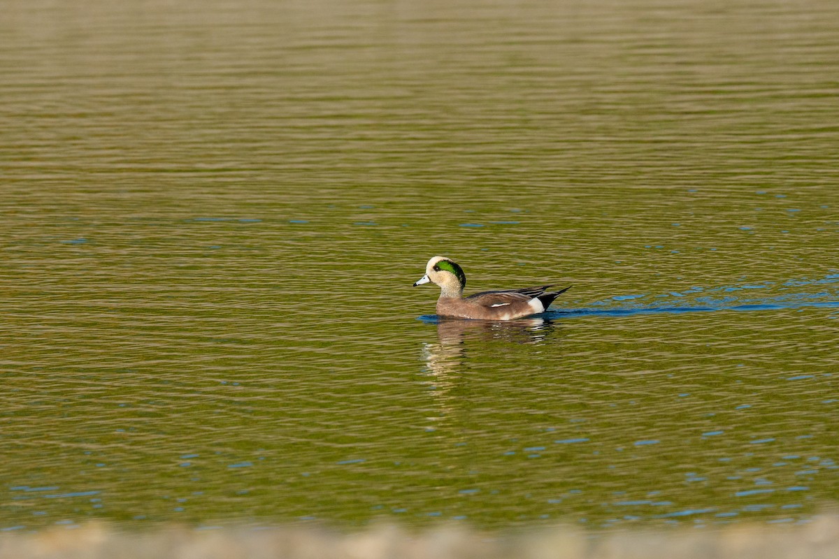 Свищ американський - ML644595162