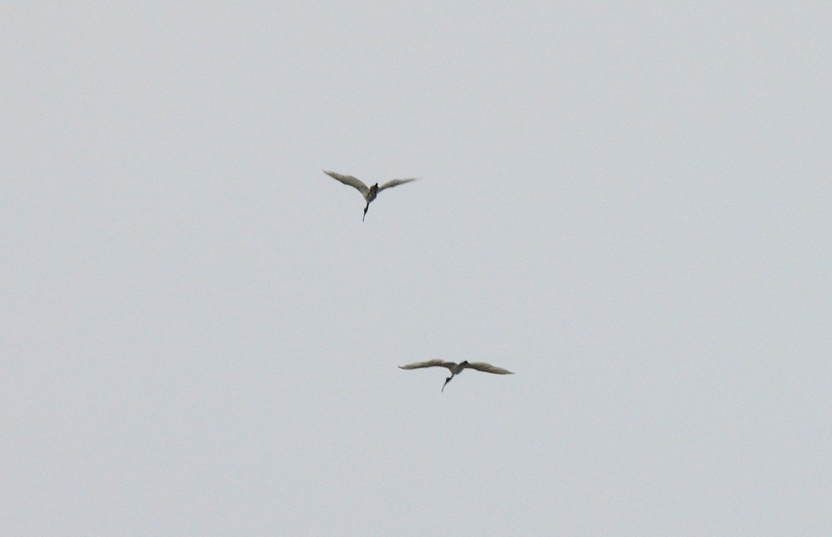 Ібіс сивоперий - ML644595164