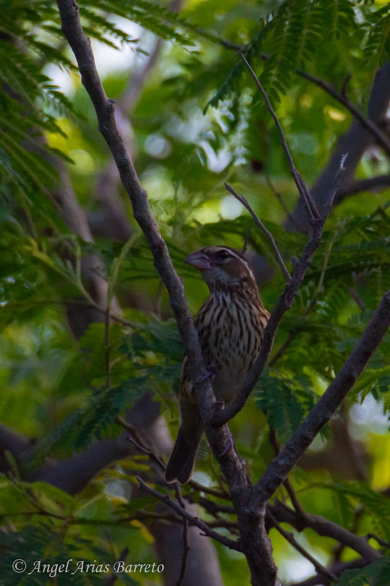 Rose-breasted Grosbeak - ML644595165