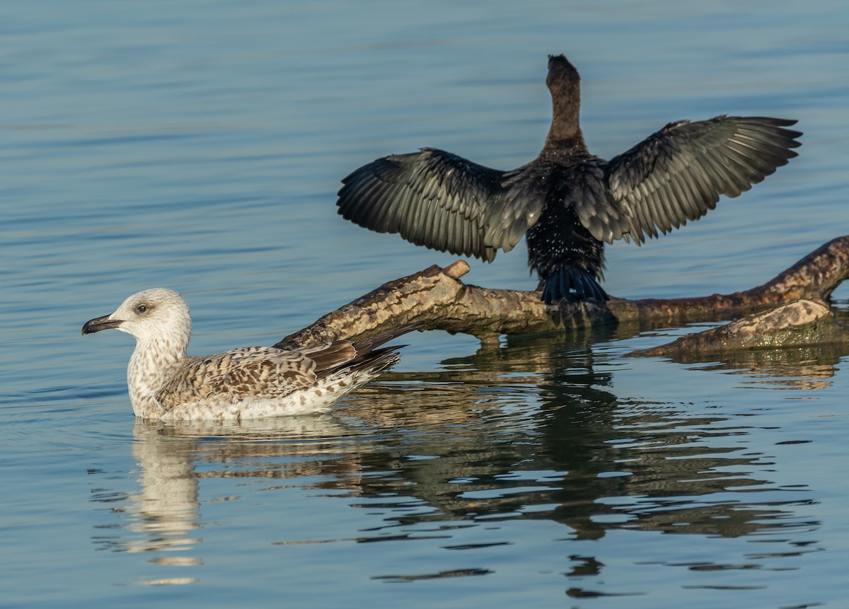 Pygmy Cormorant - ML644595169