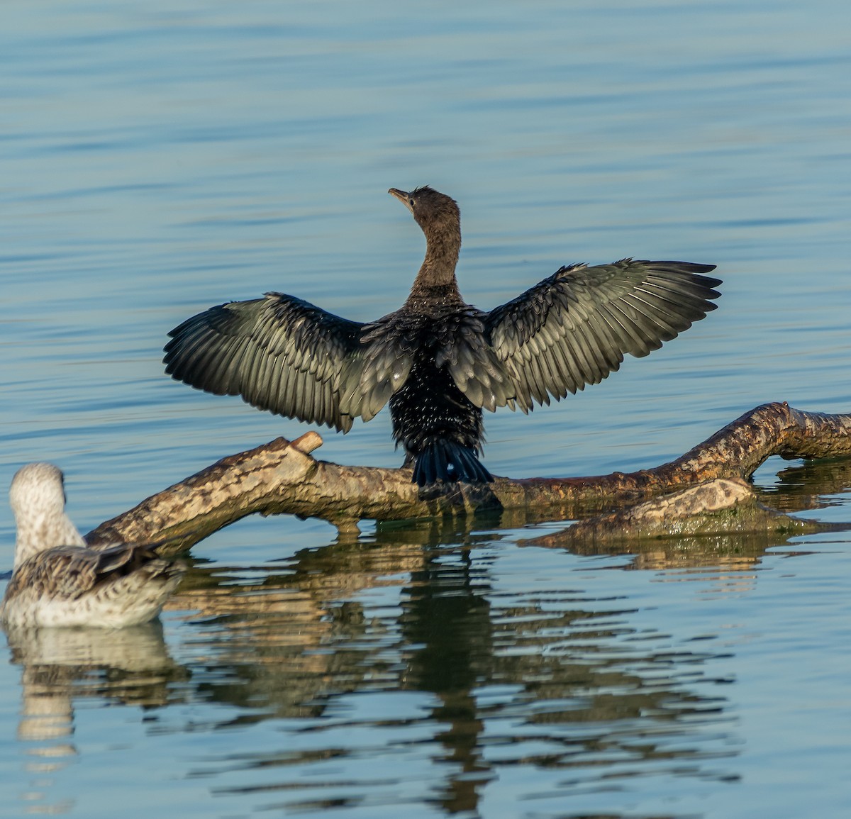 Pygmy Cormorant - ML644595170