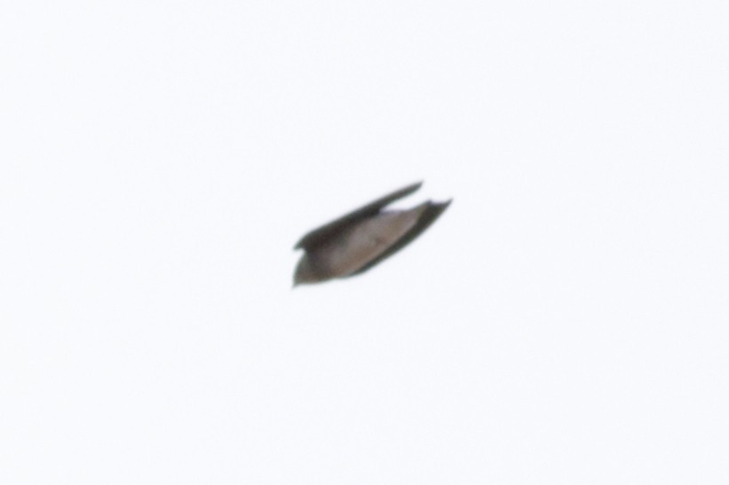 Northern Rough-winged Swallow - ML644595182