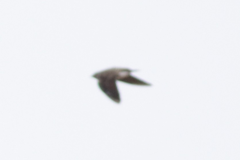 Northern Rough-winged Swallow - ML644595183