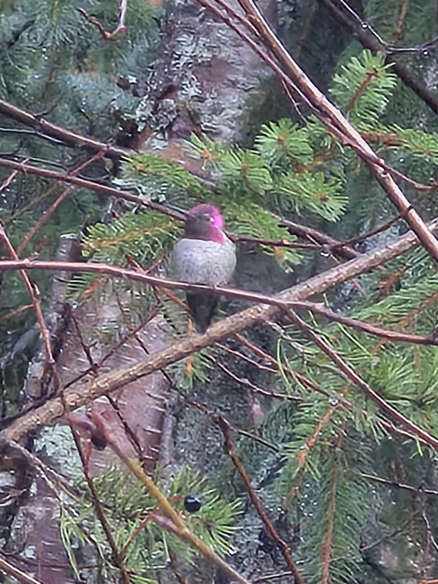 Anna's Hummingbird - ML644595190