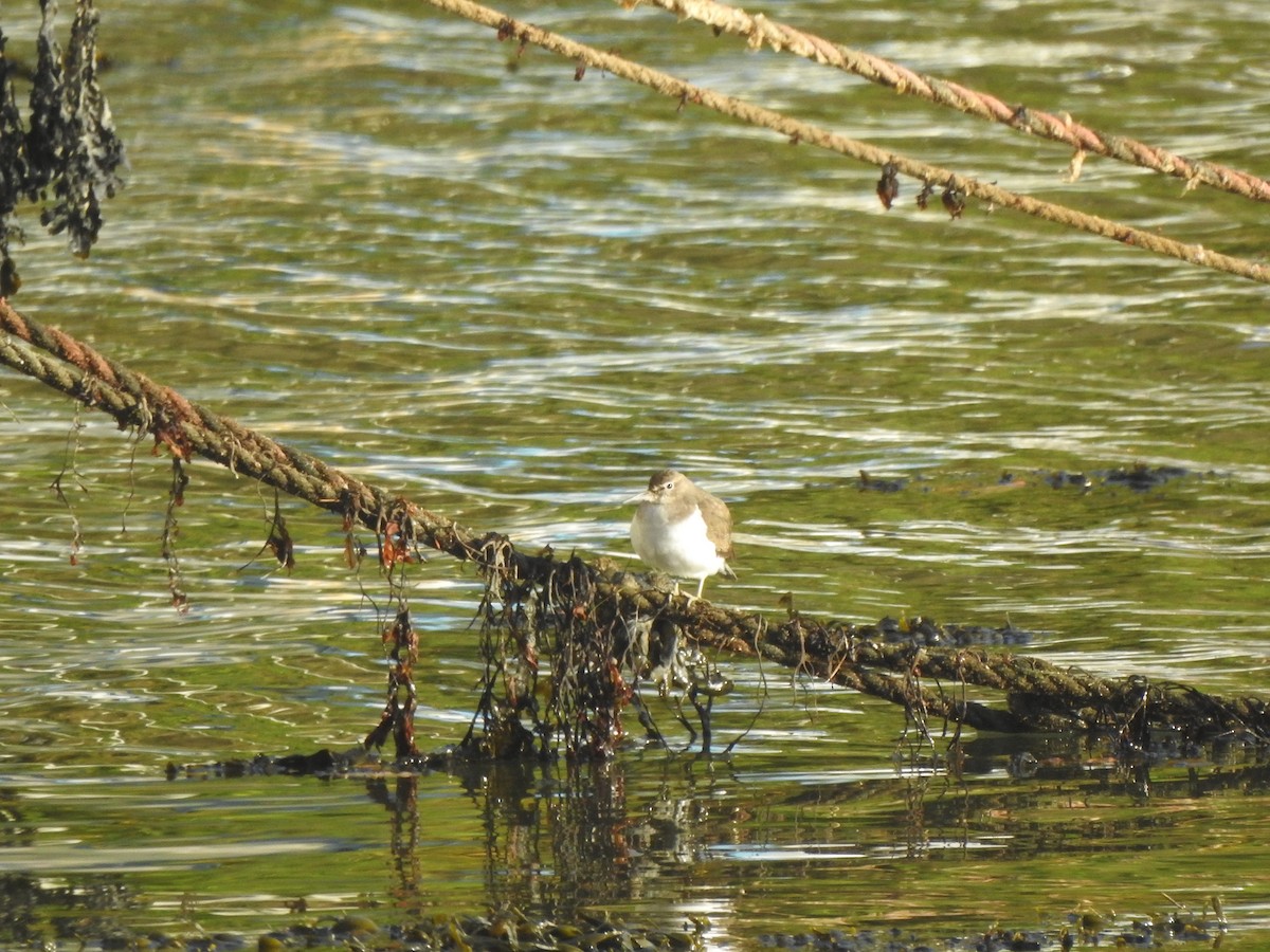 Common Sandpiper - ML644595191