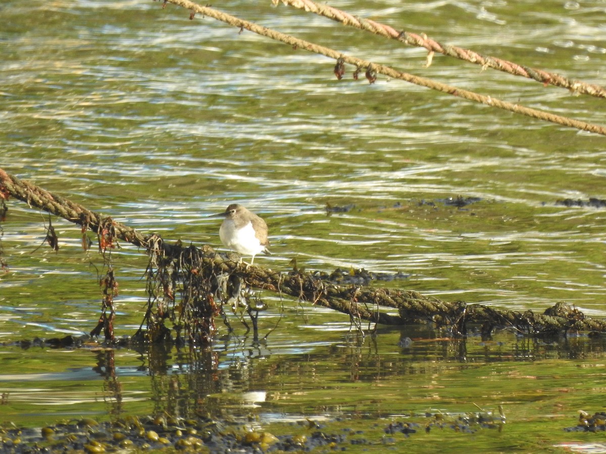 Common Sandpiper - ML644595192