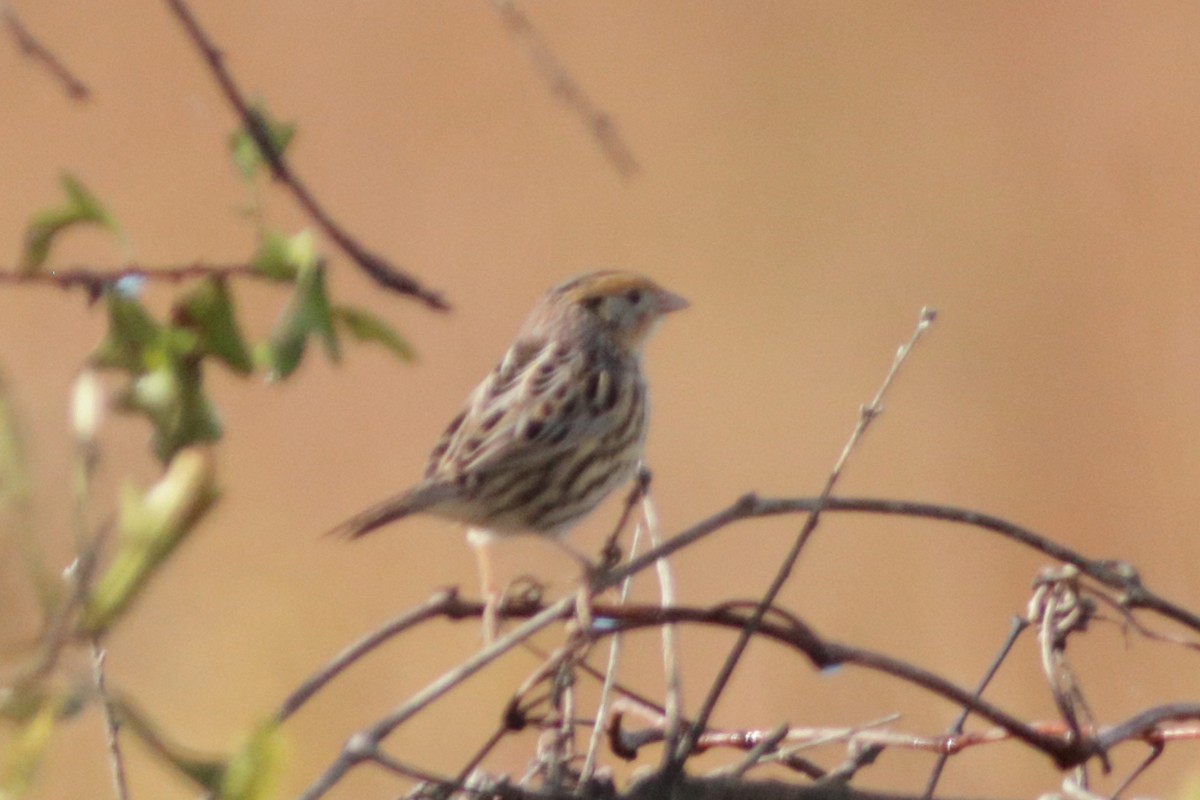 LeConte's Sparrow - ML644595200